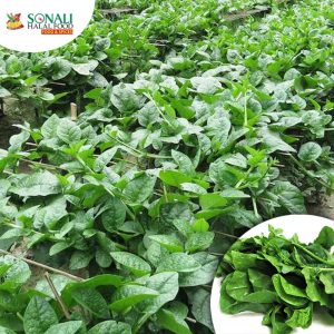 Malabar Spinach (Pui-Foi-Shag Fresh)